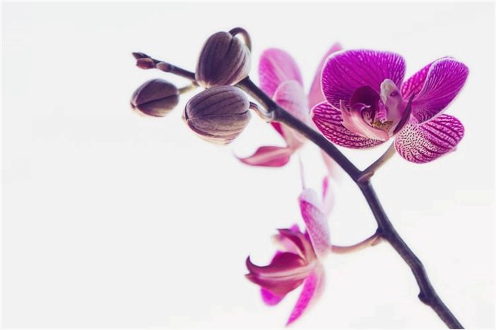 Символизм орхидеи в фэн-шуй