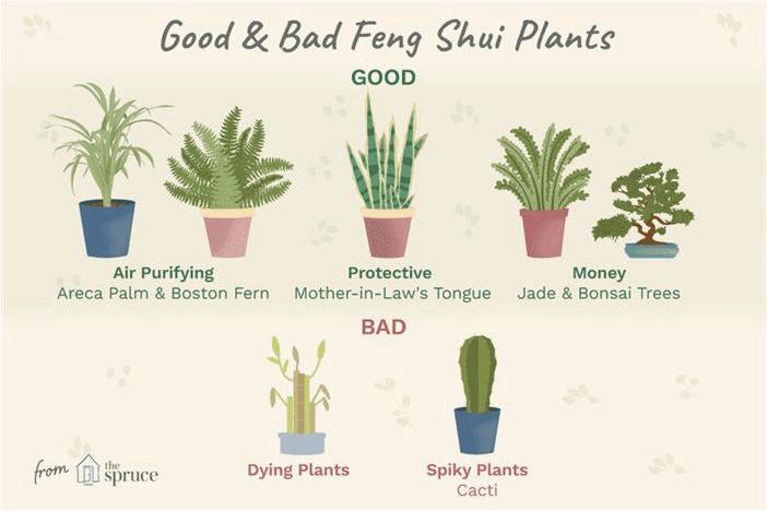 Лучшие растения по фэн-шуй для использования в вашем доме