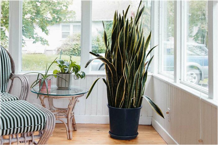 Лучшие растения по фэн-шуй для использования в вашем доме