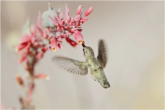 Приносят ли колибри удачу в фэн-шуй?